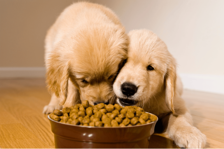 chiot et nourriture