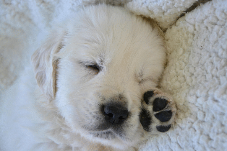 Protéger les coussinets de votre chien : astuces pour l’hiver et l’été