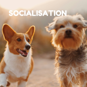 Socialisation