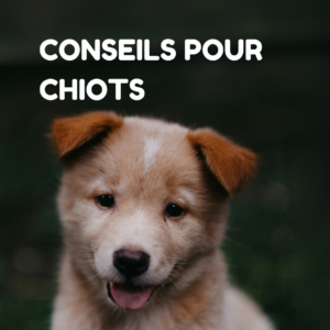 Conseils pour chiots